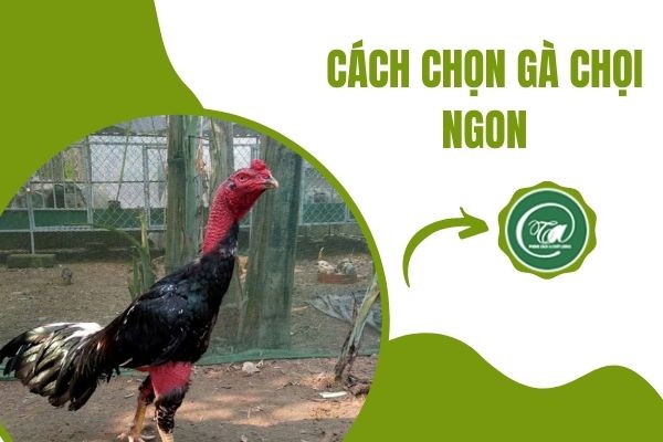 Cách lựa chọn gà chọi nấu giả cầy ngon